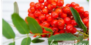 Beitragsbild des Blogbeitrags Ich habe den Herbst gesehen 