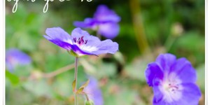 Beitragsbild des Blogbeitrags Herbst im Garten 