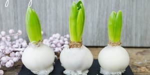 Beitragsbild des Blogbeitrags DIY Blumenzwiebeln in Wachs 