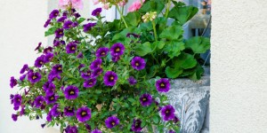 Beitragsbild des Blogbeitrags DIY Blumenkästen im Betonlook und Blumenschmuck beim Hauseingang
