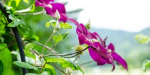 Beitragsbild des Blogbeitrags Das war der Sommer im Garten