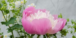 Beitragsbild des Blogbeitrags Pfingstrosen für die Vase und im Garten 