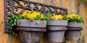 Beitragsbild des Blogbeitrags Was tun mit leeren Töpfen im Spätsommer? Dekorationsidee für Blumentöpfe im Herbst