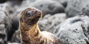 Beitragsbild des Blogbeitrags Galápagos on your own – A Galápagos itinerary for 5 days