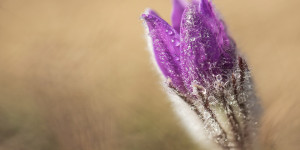 Beitragsbild des Blogbeitrags Blumen fotografieren. Mit wenigen Tricks zu Wow Fotos