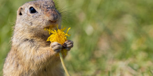 Beitragsbild des Blogbeitrags Tiere fotografieren – Die richtige Vorbereitung und Tipps für die Tierfotografie