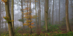 Beitragsbild des Blogbeitrags Waldfotografie: So gelingen deine Waldfotos