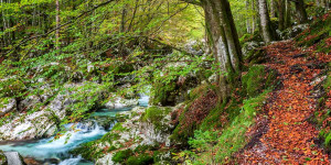 Beitragsbild des Blogbeitrags Herbstfotografie – Tipps für fantastische Herbstfotos