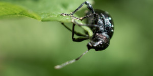 Beitragsbild des Blogbeitrags Makrofotografie für Einsteiger. Welches Equipment du brauchst