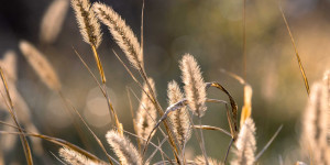Beitragsbild des Blogbeitrags Wie du natürliches Licht für stimmungsvolle Fotos nutzt