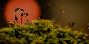 Beitragsbild des Blogbeitrags Fotografieren mit Altglas