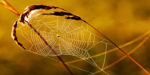 Beitragsbild des Blogbeitrags Wie groß Ihr berufliches Netzwerk sein sollte