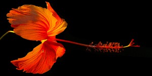 Beitragsbild des Blogbeitrags Selbstcoaching – 4 Schritte bringen Klarheit