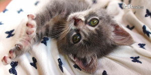 Beitragsbild des Blogbeitrags 4 Elements for your Presentation | Adding a DOSE of Emotion