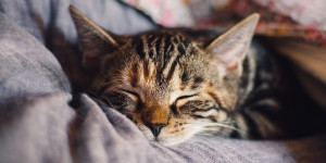 Beitragsbild des Blogbeitrags 5 Tipps zum Genießen … trotz beruflichem Stress