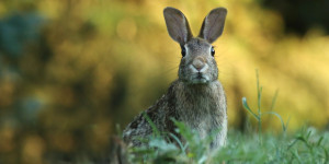 Beitragsbild des Blogbeitrags Wie bewerbe ich mich als „alter Hase“