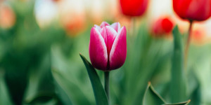 Beitragsbild des Blogbeitrags HRweb-Artikel apr2024