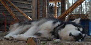 Beitragsbild des Blogbeitrags Find your Happiness
