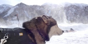 Beitragsbild des Blogbeitrags White Powder