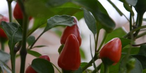 Beitragsbild des Blogbeitrags Chili con carne