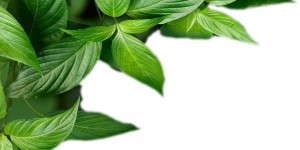 Beitragsbild des Blogbeitrags Wie der Secret Garden zum Geheimtipp für Personal Training wurde!