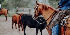 Beitragsbild des Blogbeitrags USA | Cherokee Park Ranch | Teil 2