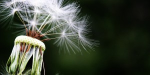 Beitragsbild des Blogbeitrags Lebt wohl! Ein Abschied!