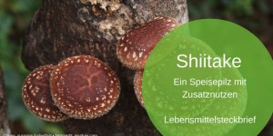 Beitragsbild des Blogbeitrags Shiitake, ein Speisepilz mit Zusatznutzen 