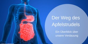 Beitragsbild des Blogbeitrags Der Weg des Apfelstrudels durch den Körper 