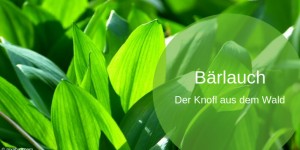 Beitragsbild des Blogbeitrags Bärlauch – die Kraft im Frühling 