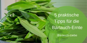 Beitragsbild des Blogbeitrags 5 praktische Tipps für die Bärlauch-Ernte und Verarbeitung 