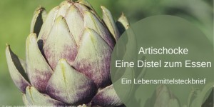 Beitragsbild des Blogbeitrags Artischocke, eine Distel zum Essen 