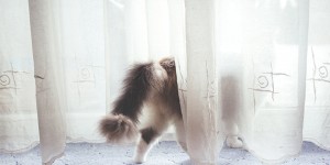 Beitragsbild des Blogbeitrags Eine Welt ohne Tiere