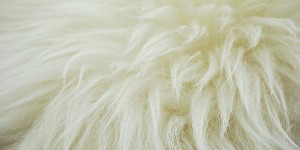 Beitragsbild des Blogbeitrags Vegan leben ohne Daunen, welche Alternativen gibt es? 