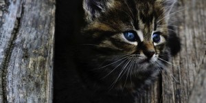 Beitragsbild des Blogbeitrags Wie gehe ich am besten mit einer ängstlichen Katze um? 