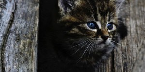 Beitragsbild des Blogbeitrags Wie gehe ich am besten mit einer ängstlichen Katze um?
