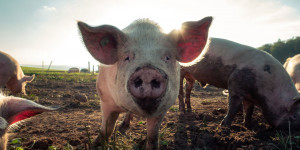 Beitragsbild des Blogbeitrags Umweltschutz, Tierschutz & Wohltätigkeit: Das Lehrlingsprojekt der Firma Lindner