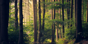 Beitragsbild des Blogbeitrags Leonardo DiCaprio launcht re:wild zum Zwecke des Klima- und Umweltschutzes