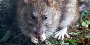 Beitragsbild des Blogbeitrags Ratten erschnüffeln seit Jahren in Krisengebieten Minen & retten dadurch zahlreiche Leben 