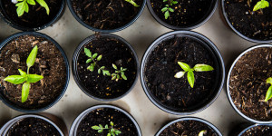 Beitragsbild des Blogbeitrags Gemüse selbst anbauen für Anfänger (Balkon & Garten)