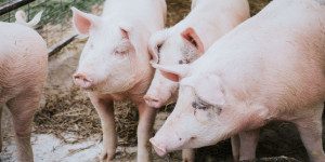 Beitragsbild des Blogbeitrags Supermarkt-Kette SPAR unterstützt den AMA-Gütesiegel Plan für mehr Tierwohl
