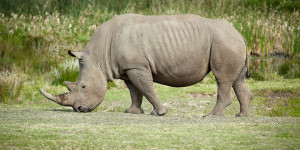 Beitragsbild des Blogbeitrags Kein gewildertes Nashorn in Kenia im Jahr 2020 