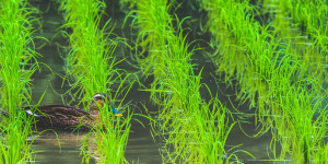 Beitragsbild des Blogbeitrags Für die Umwelt: Was es mit Reis-Enten-Anbau auf sich hat