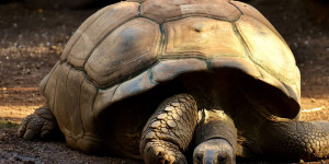 Beitragsbild des Blogbeitrags In Bangladesh wurden nun 10 vom Aussterben bedrohte Landschildkröten erfolgreich ausgewildert 