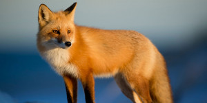 Beitragsbild des Blogbeitrags Schärfere Gesetze in Großbritannien zum Zweck des allgemeinen Tierwohls
