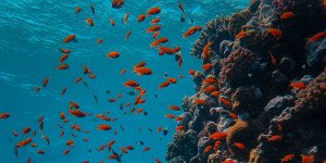 Beitragsbild des Blogbeitrags Korallen im Roten Meer sind widerstandsfähiger als zunächst erwartet 
