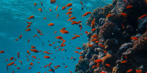 Beitragsbild des Blogbeitrags Korallen im Roten Meer sind widerstandsfähiger als zunächst erwartet