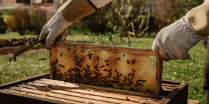 Beitragsbild des Blogbeitrags Bienen züchten