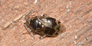 Beitragsbild des Blogbeitrags Bettwanzen bekämpfen