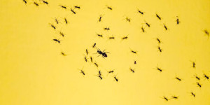 Beitragsbild des Blogbeitrags Ameisen bekämpfen 
